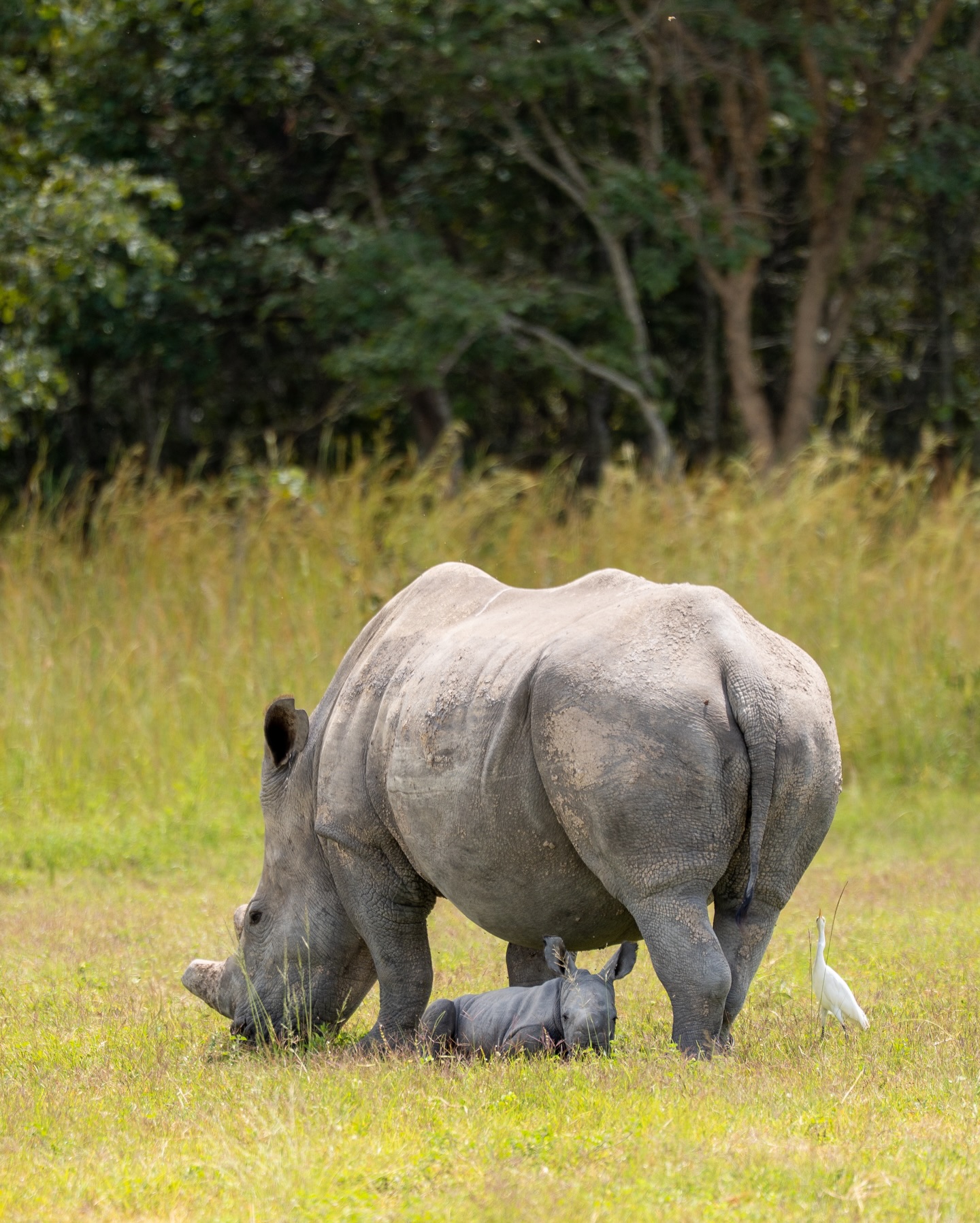 Wildlife Photo