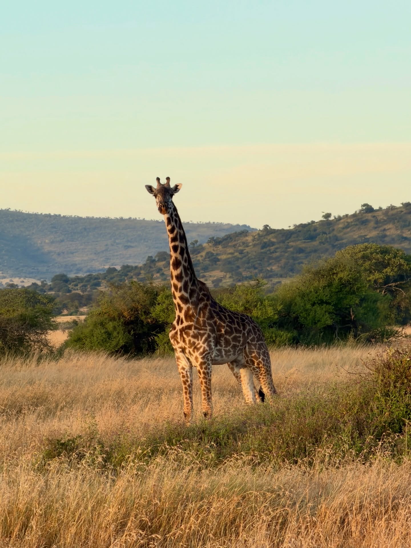 Wildlife Photo
