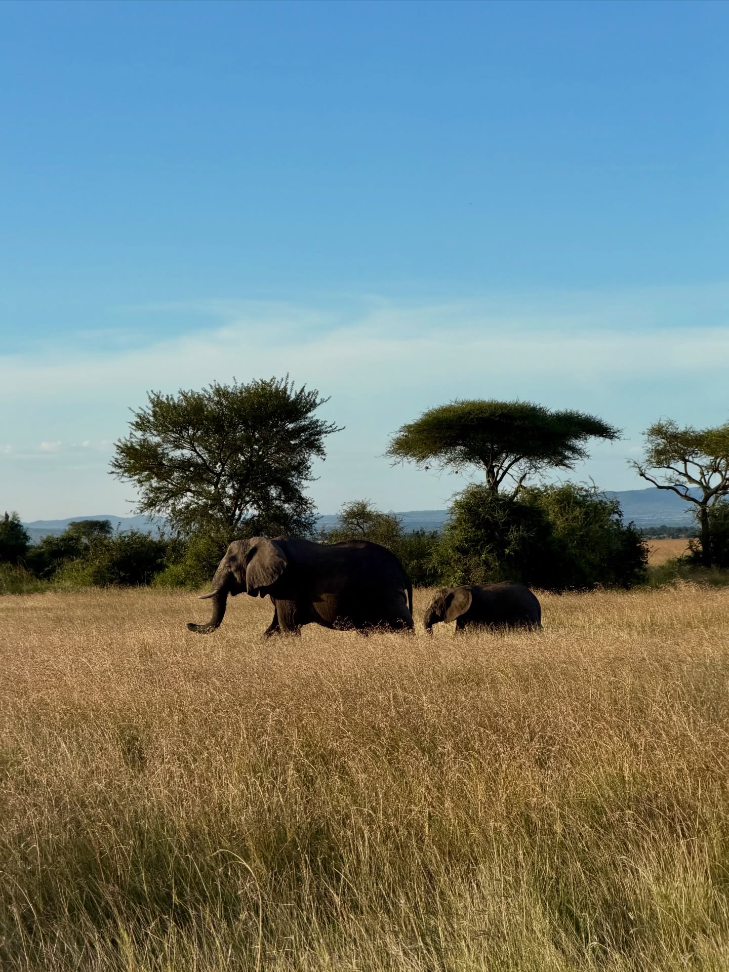 Wildlife Photo