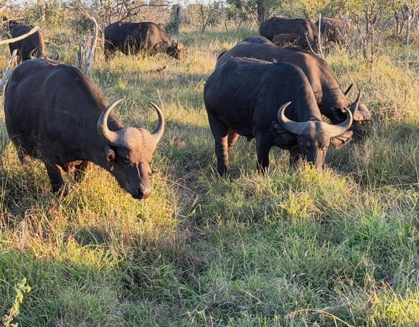 Wildlife Photo