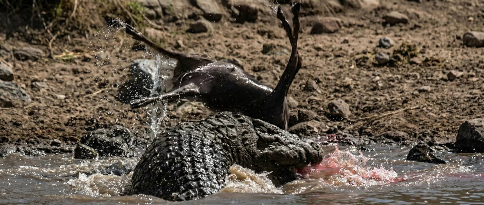 Wildlife Photo