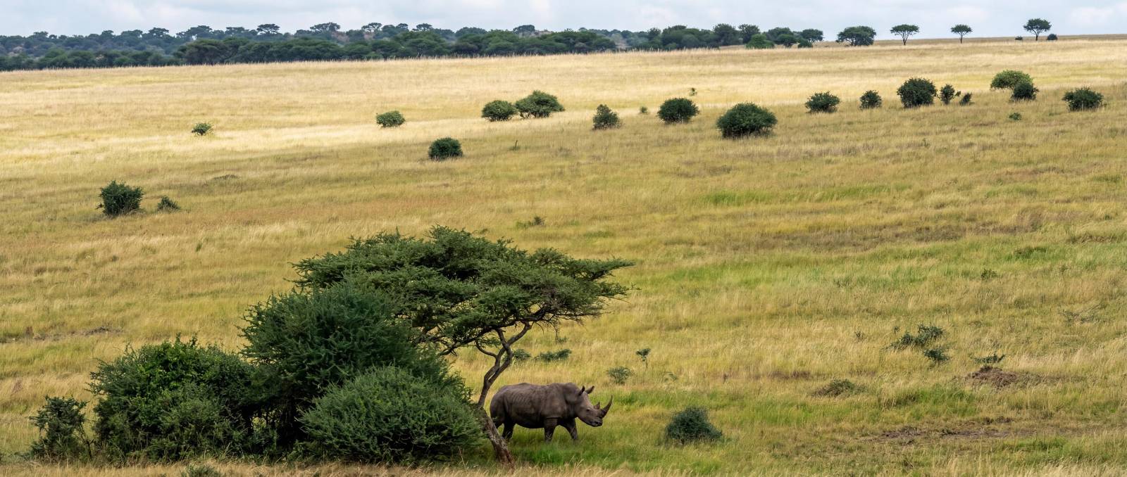 Wildlife Photo