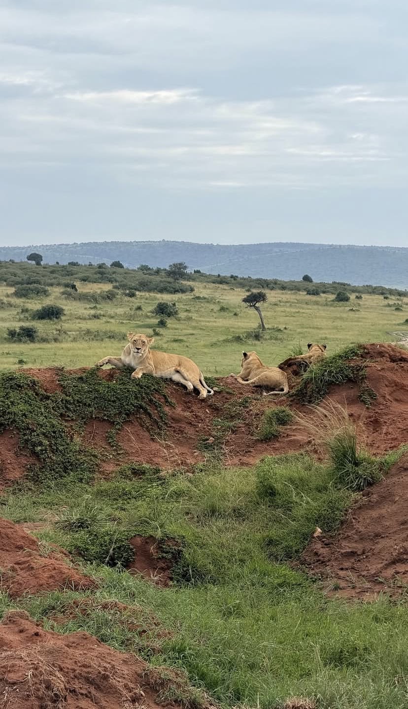 Wildlife Photo