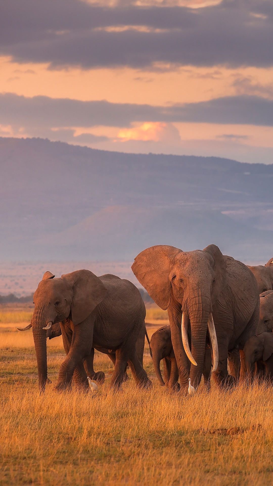 Wildlife Photo
