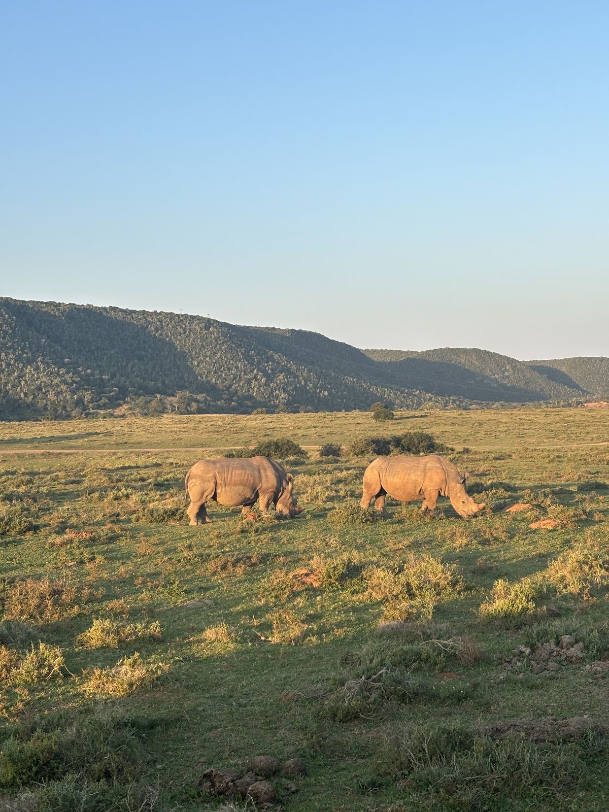 Wildlife Photo