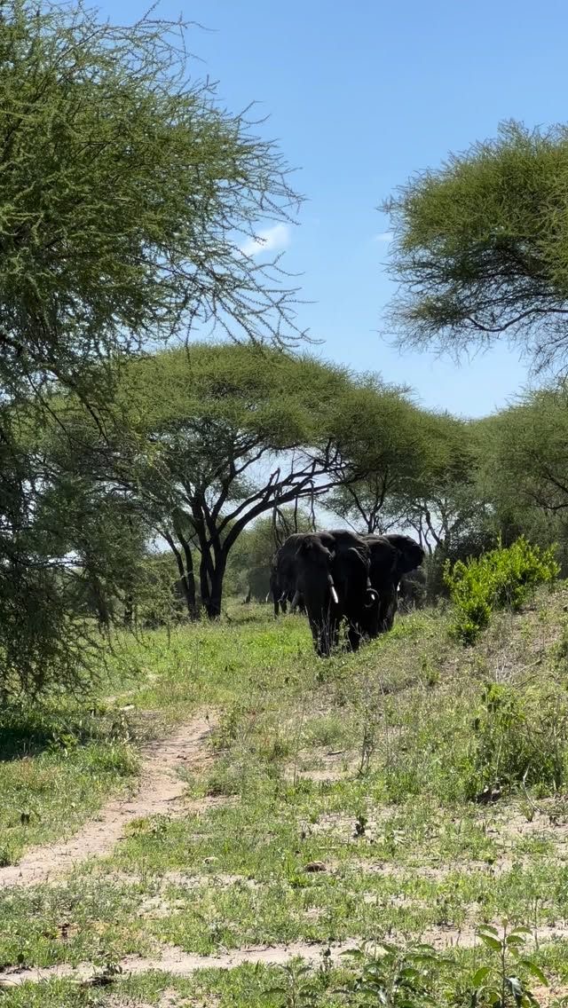 Wildlife Photo