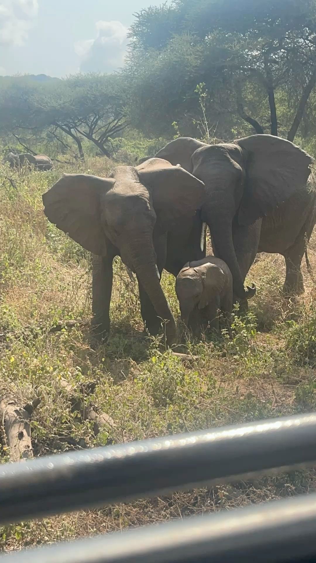 Wildlife Photo