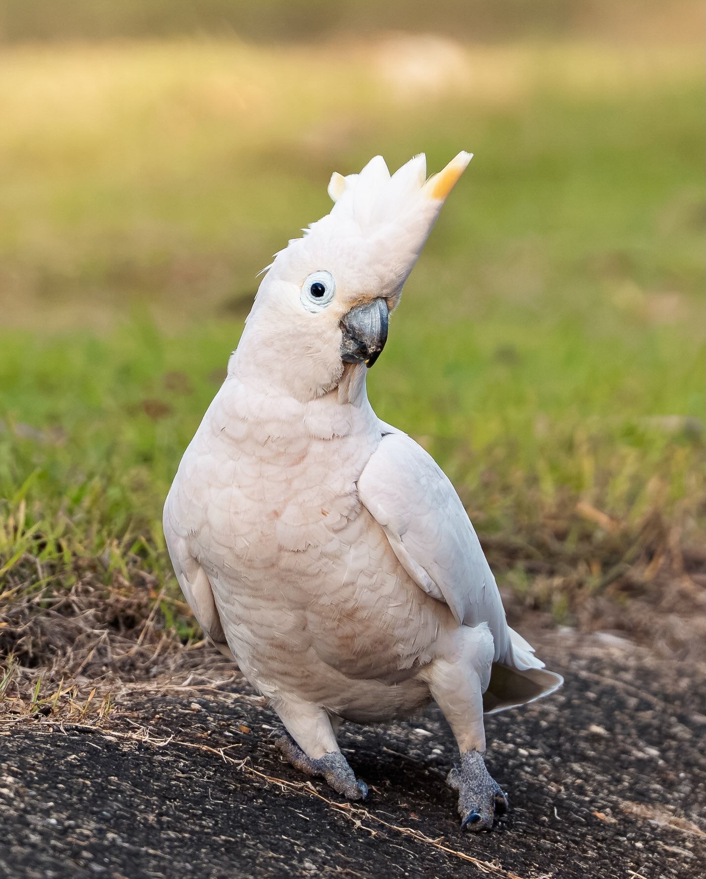Wildlife Photography