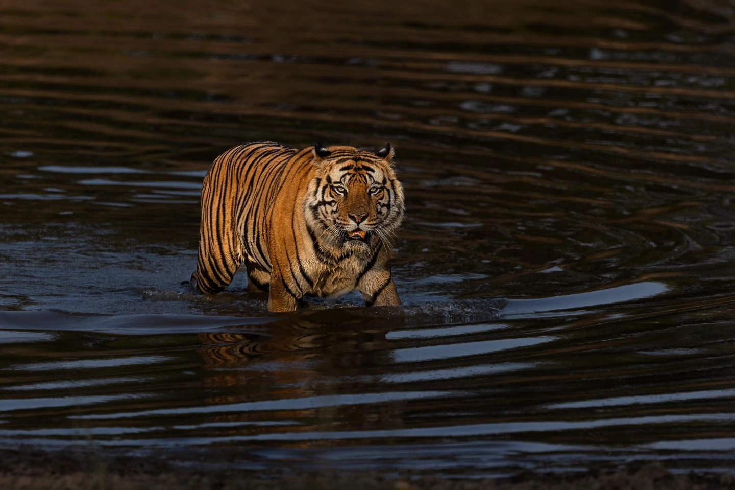Wildlife Photo