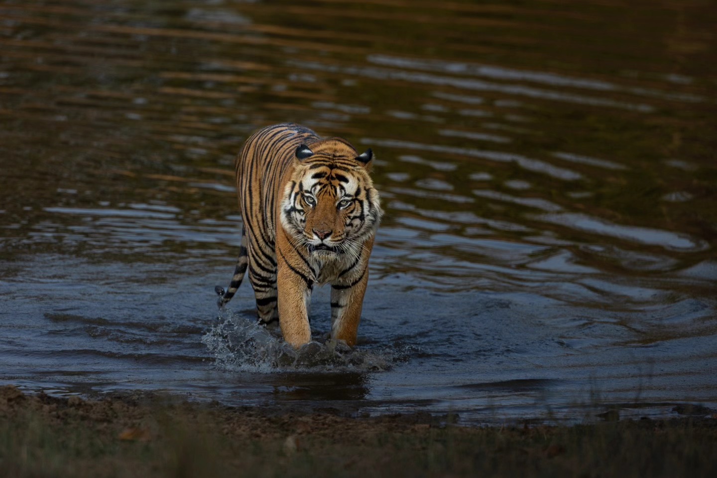 Wildlife Photo